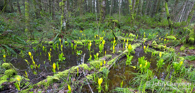 saltspring skunk cabbage