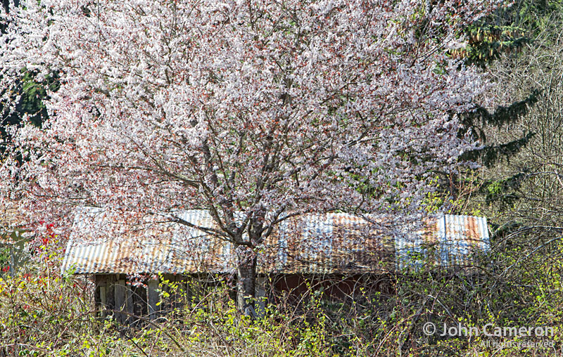Rural Salt Spring Scene