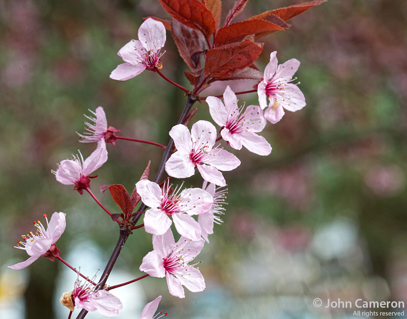 Happy Easter from Salt Spring Island