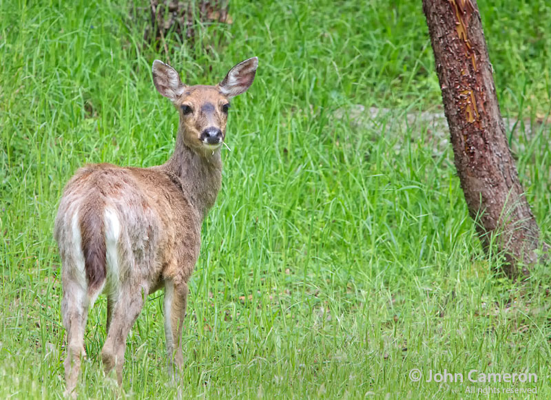saltspring deer on grass
