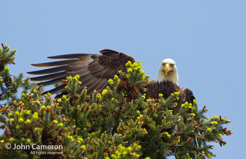 Bald Eagle high five