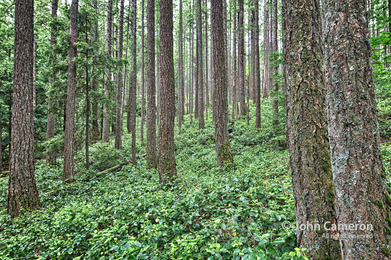 Salt Spring Forest
