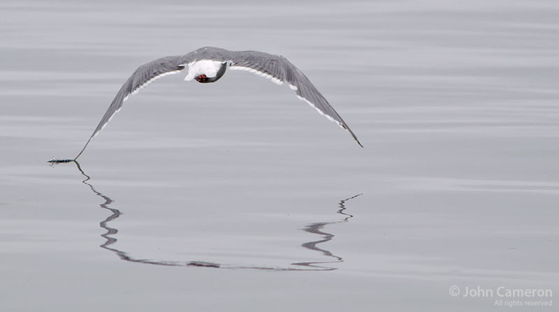 Skimming the waters of Ganges Harbour