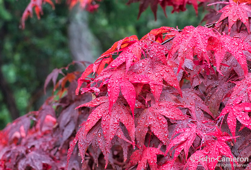 Japanese Maple in fall rain