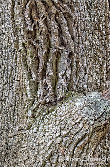 garry oak, salt spring island