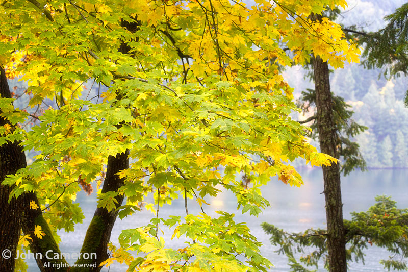 yellow maple leaves on salt spring island