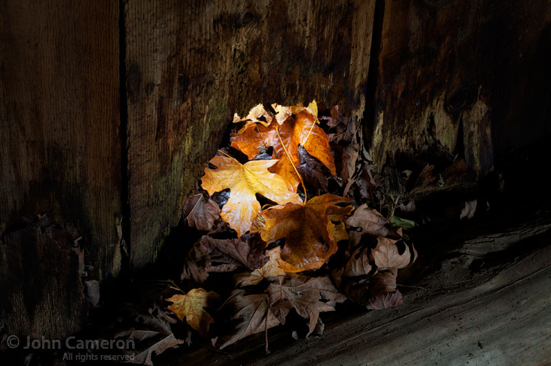 fall leaves in old saltspring barn