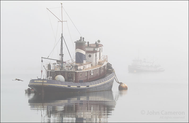 Seahorse and Breeze in the fog