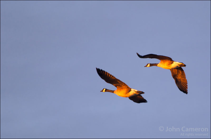 Canada Geese fly into the Saltspring sunrise