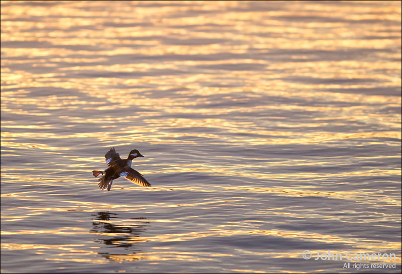 Duck at Fernwood Dock, Saltspring Island