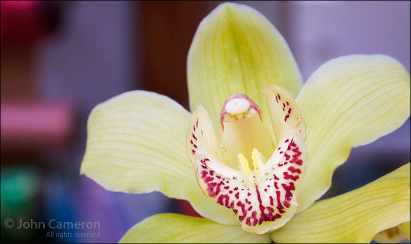 The Joker at Foxglove Farm and Garden