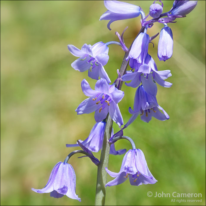 bluebells found at burgoyne bay, salt spring island