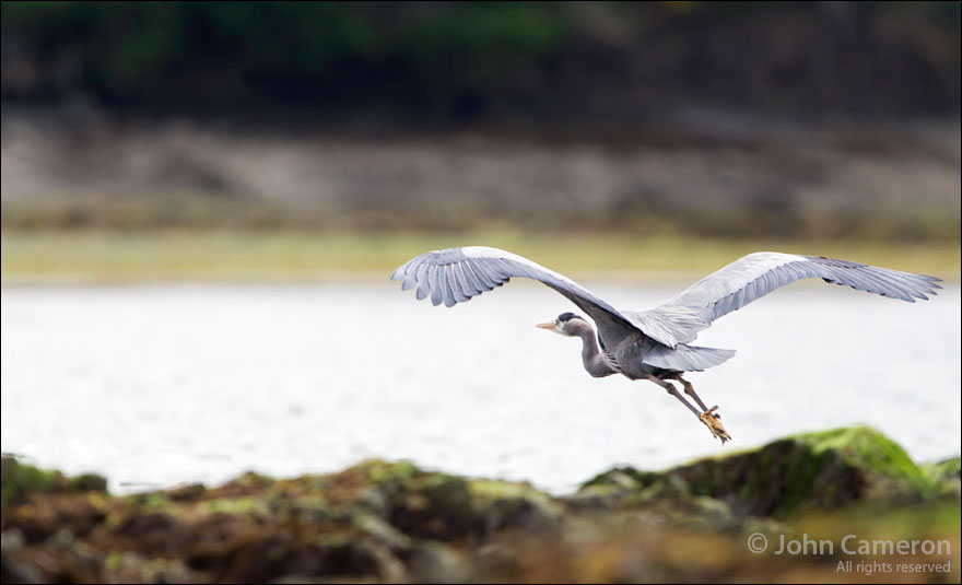 Great Blue Heron in flight