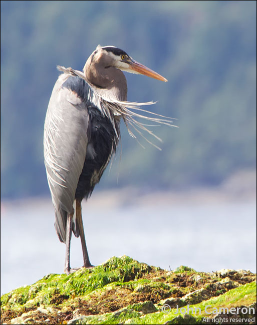 Great Blue Heron at Baker Beach, Salt Spring Island