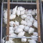 These chickens were taken for a ride.