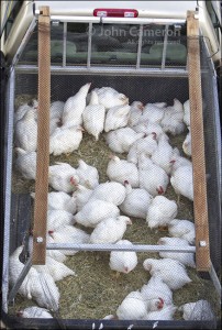 These chickens were taken for a ride.