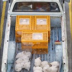 These little chickens too.