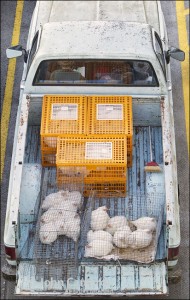 These little chickens too.