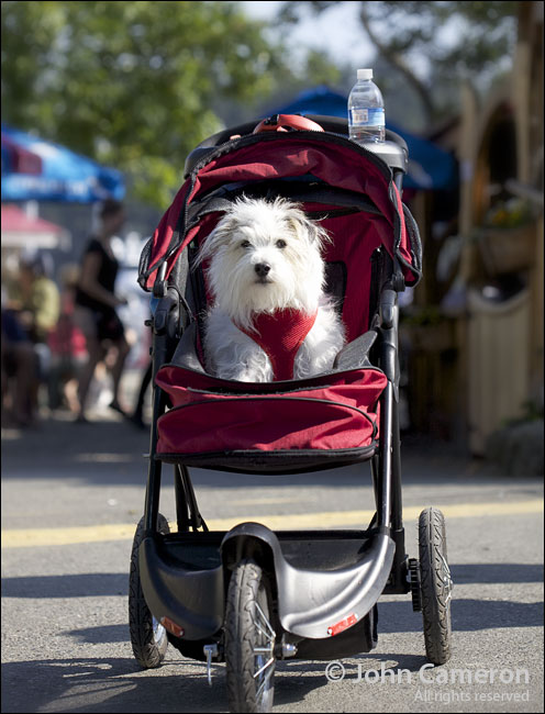 riding in style in ganges