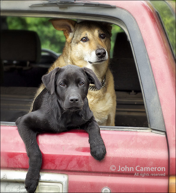 Doggies in the window
