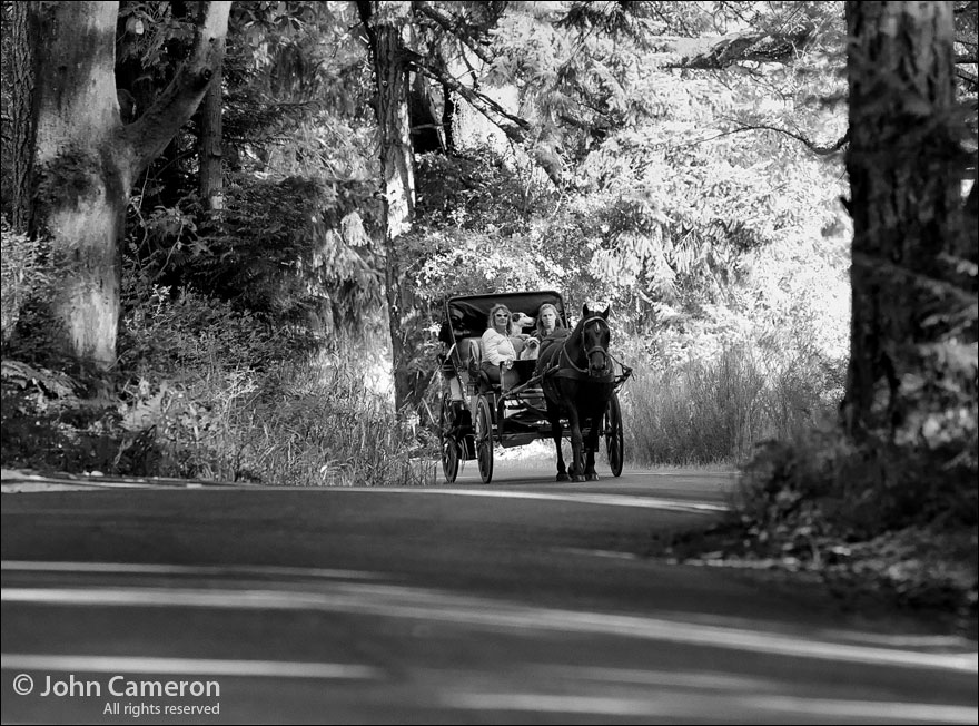 Horse carriage on Upper Ganges Road