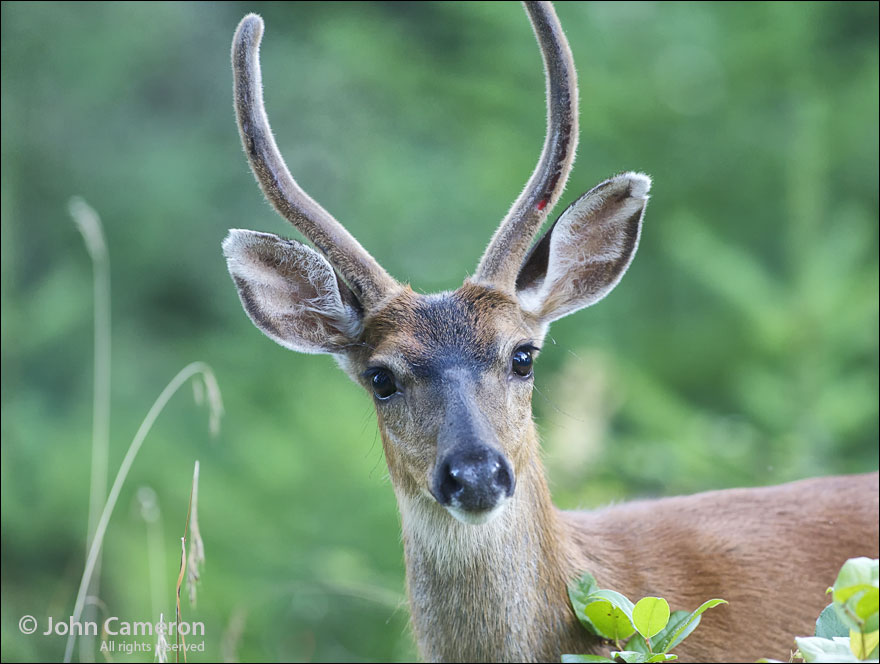 salt spring deer