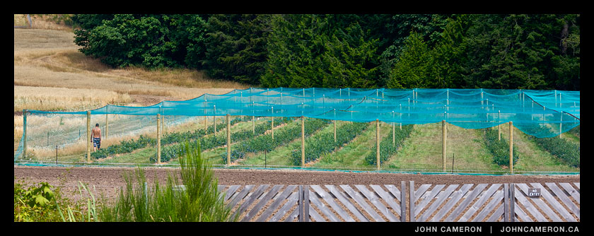 A man and his berries