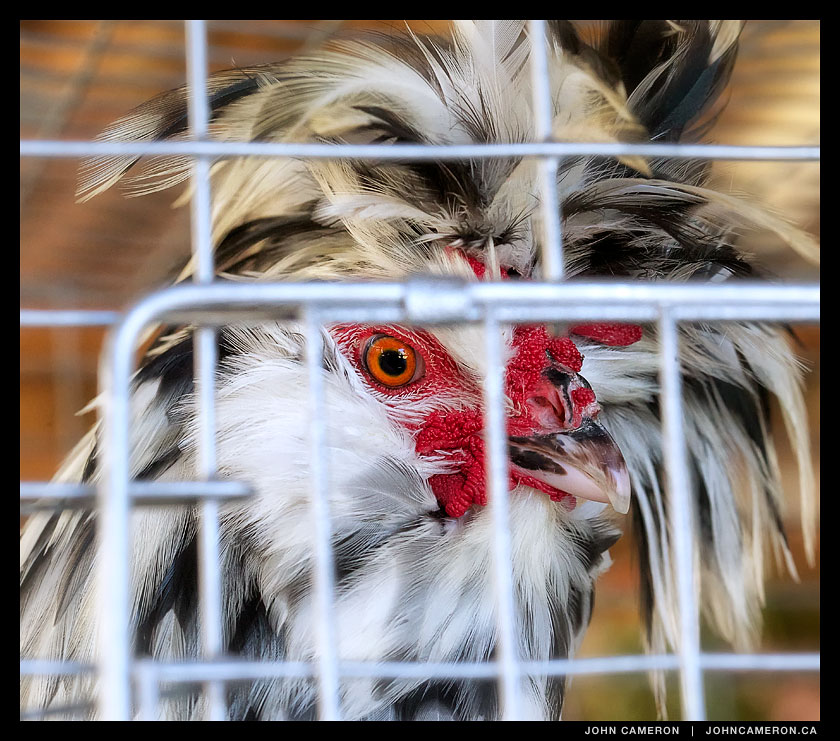 Seen at the Salt Spring Fall Fair