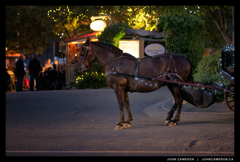 Horse and Carriage outside the Tree House Cafe