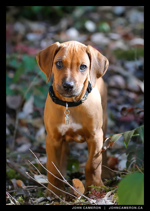 Remy's first trip into the trees