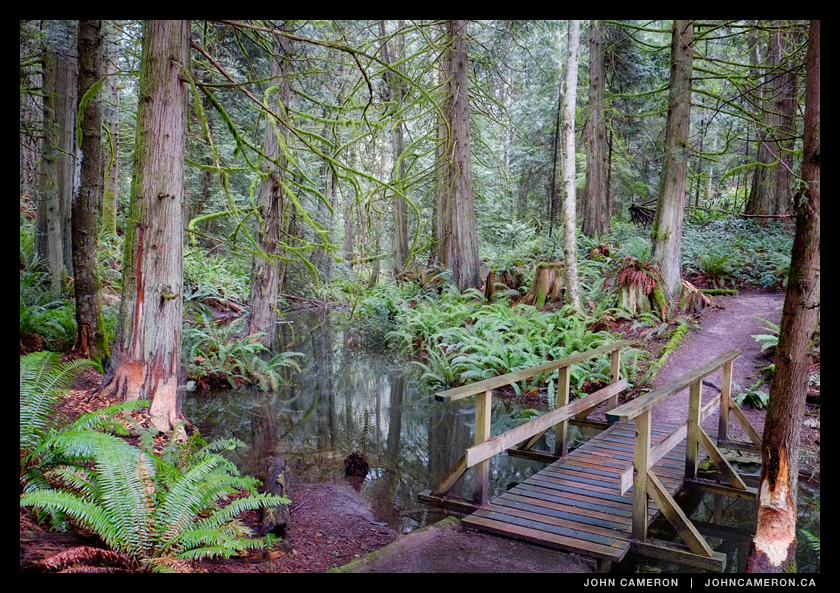 Beavers expanding their territory again at Dunbabin