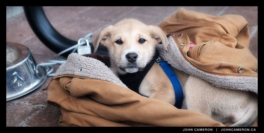 Puppy outside the Library