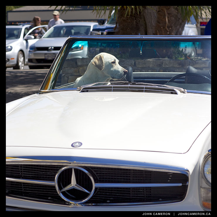 Classic Dog in a Classic Mercedes