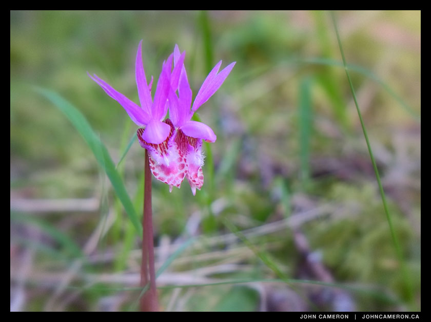 Mountain Orchid