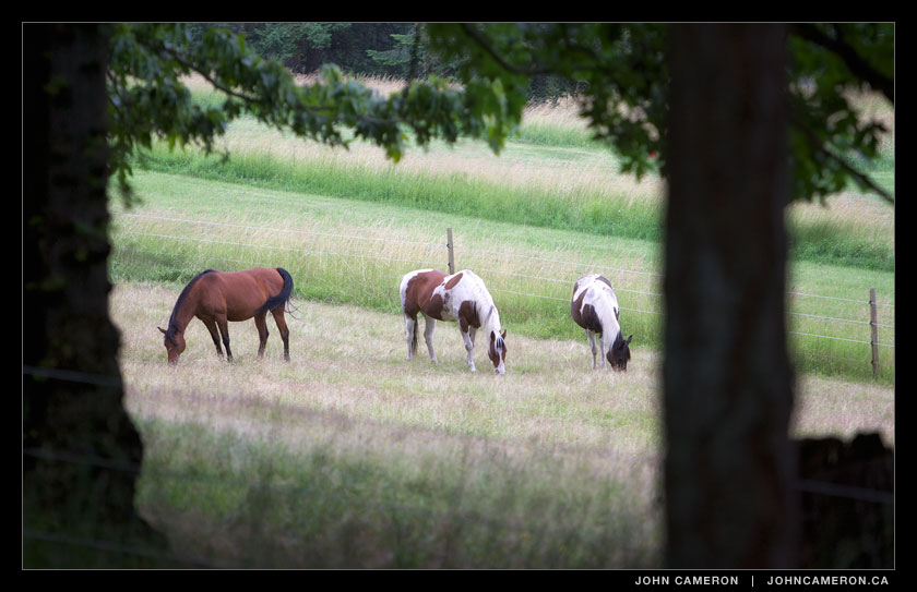 Horses graze near Booth Canal.