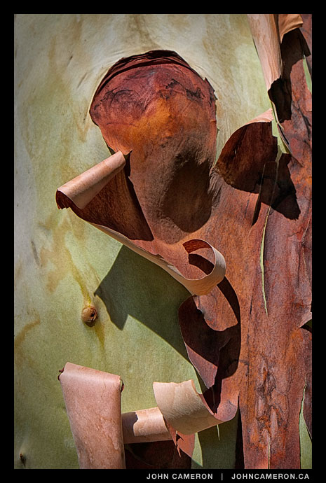 Bark peeling on an arbutus tree
