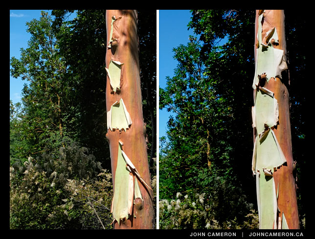 Arbutus peeling progression