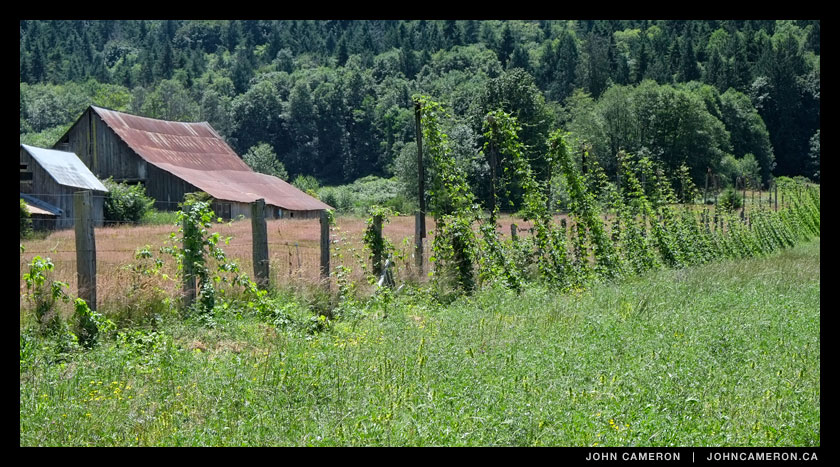 Hops growing on a Fulford Valley Farm