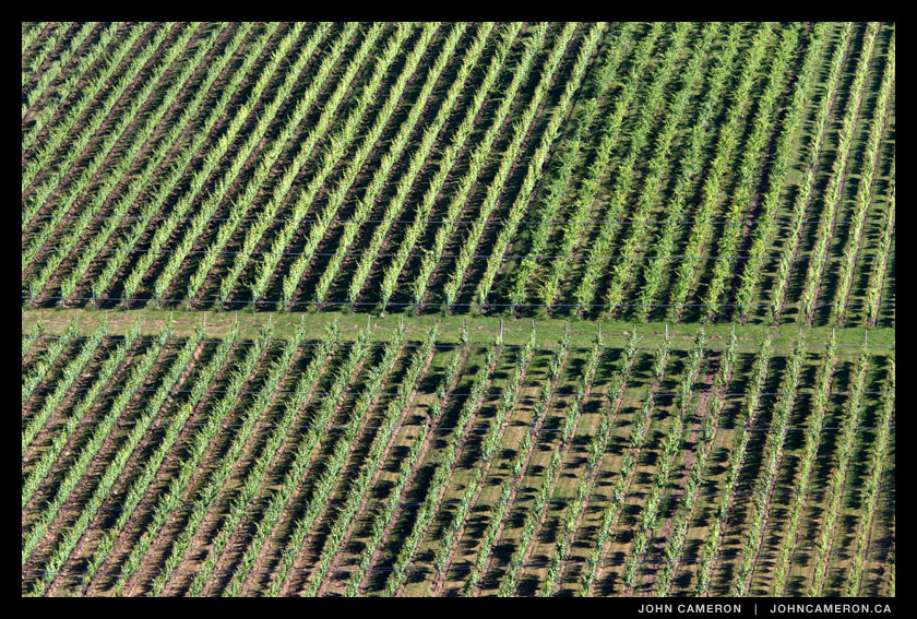 Mistaken Vineyards in July