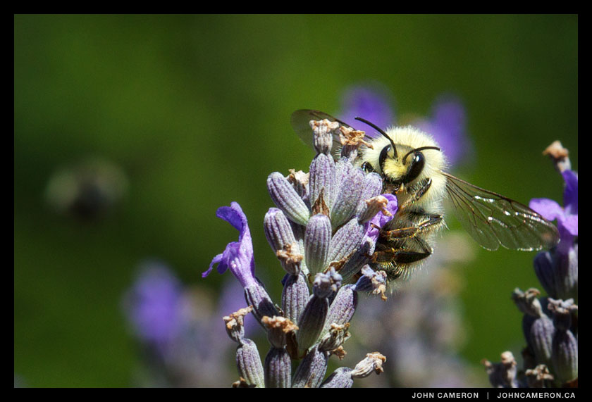 Bee at Sacred Mountain Lavender farm
