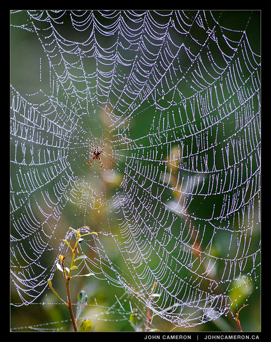 A spider and its web, fall morning on Salt Spring
