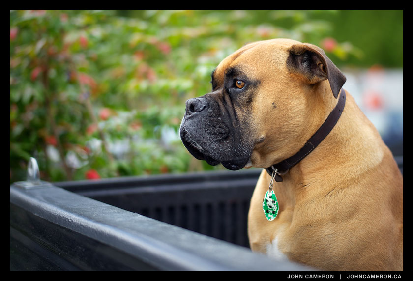 Boxer in truck outside salt spring grocery store