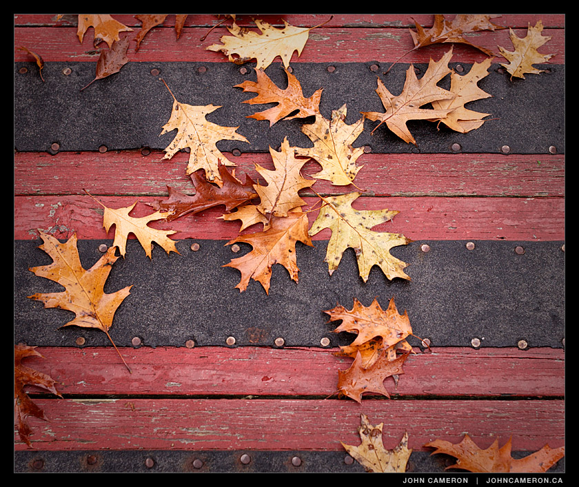 Oak leaves on the boardwalk