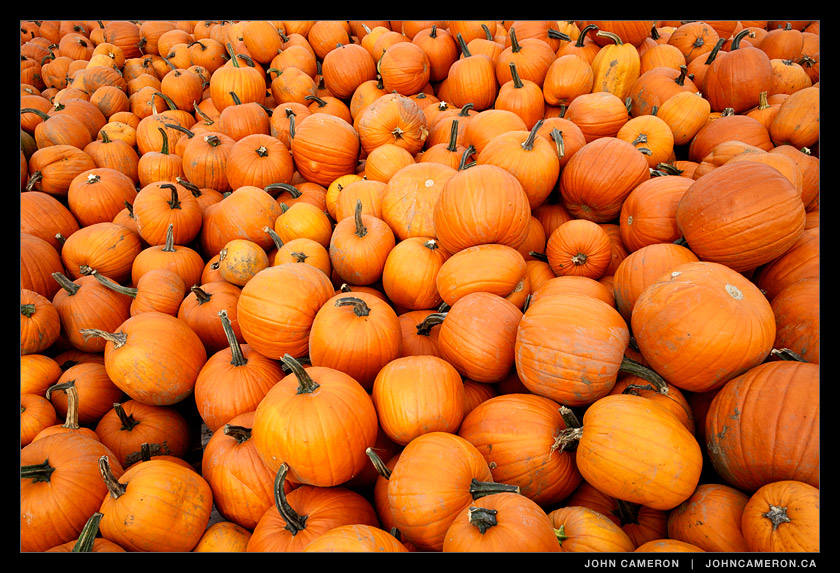 Hundreds of pumpkins just in time for Halloween
