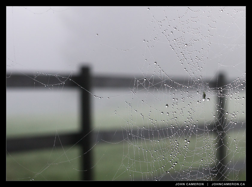 Wet Spider Web on Farm Gate