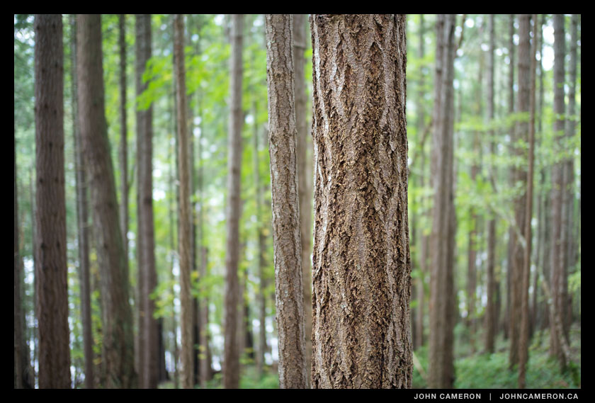 trees along the Burgoyne Bay trail, Salt Spring Island