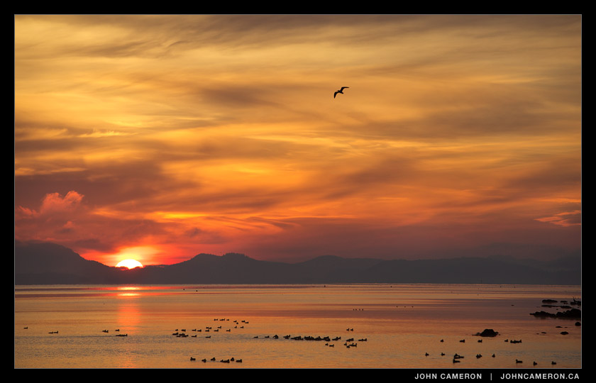 Waterbirds at Sunrise