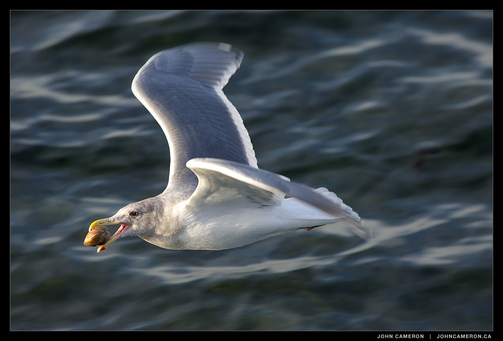 Gull flying with Shell