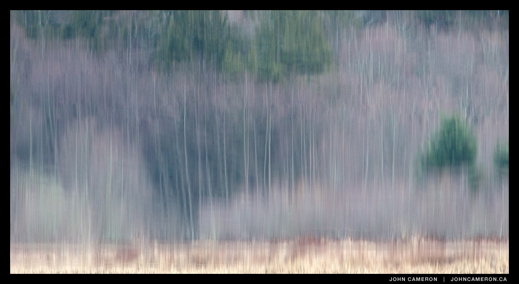 winter trees on salt spring island