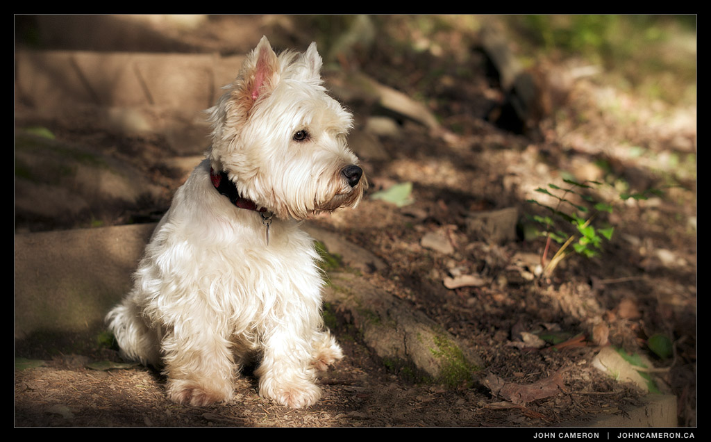 Cameron, West Highland Terrior